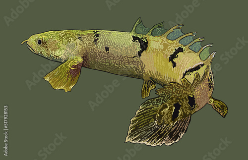 Drawing palmas bichir, exotic, art.illustration, vector