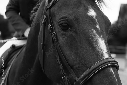 Tête de cheval en noir et blanc