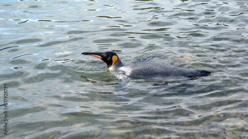 King penguin  Aptenodytes patagonicus  swimming in the cove at Jason Harbor  South Georgia Island