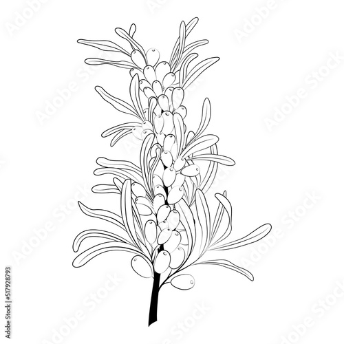 Berries on a branch. Buckthorn. Isolated pattern on white background. Black and white illustration element. Tattoo template. Vector image of vegetarian food. Printable sketch.