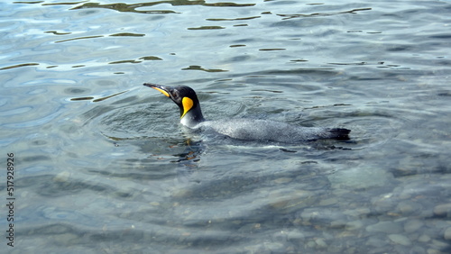 King penguin (Aptenodytes patagonicus) swimming in the cove at Jason Harbor, South Georgia Island