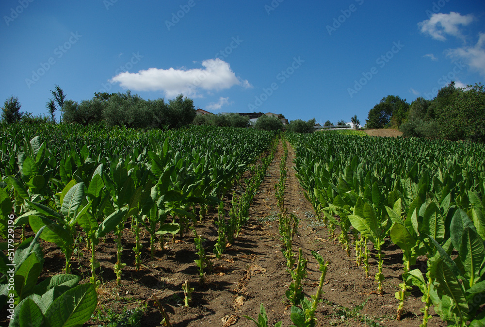 Tobacco plantation: the leaves are harvested from the bottom up for drying which lasts from 30 to 60 days