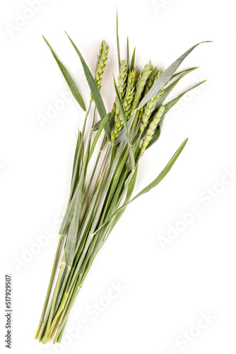 Green unripe ears of wheat on a white isolated background.