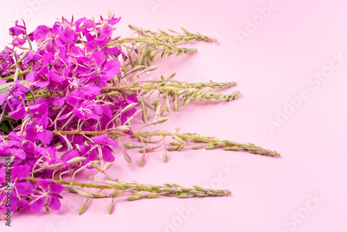 A flowering plant with healing properties of ivan-tea  kipreya  epilobium  ivan-grass  on a pink background. Space for text.
