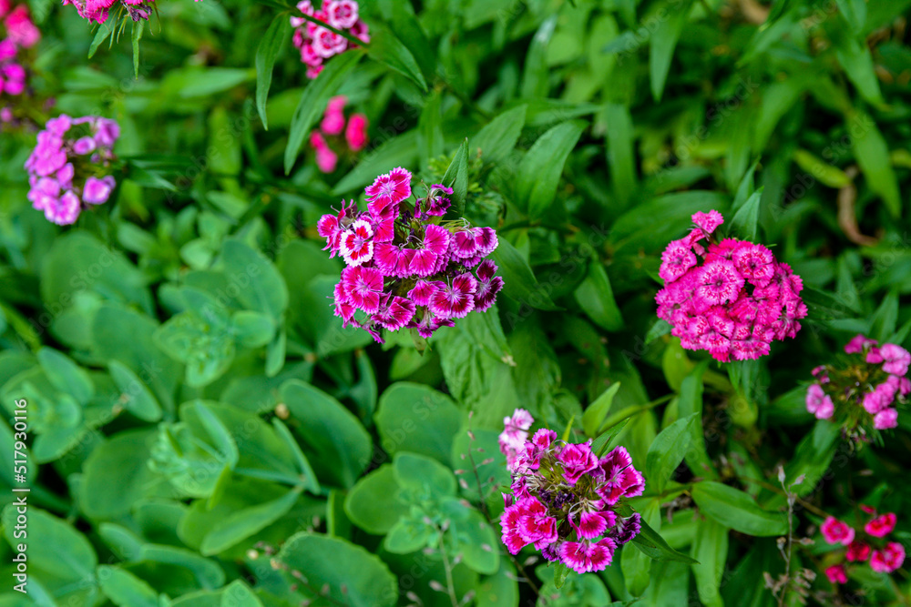 beautiful and colorful sweet williams in the garden beautiful and colorful sweet williams in the garden