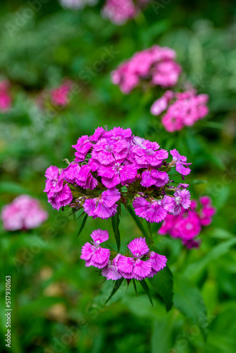 Wallpaper Mural beautiful and colorful sweet williams in the garden Torontodigital.ca