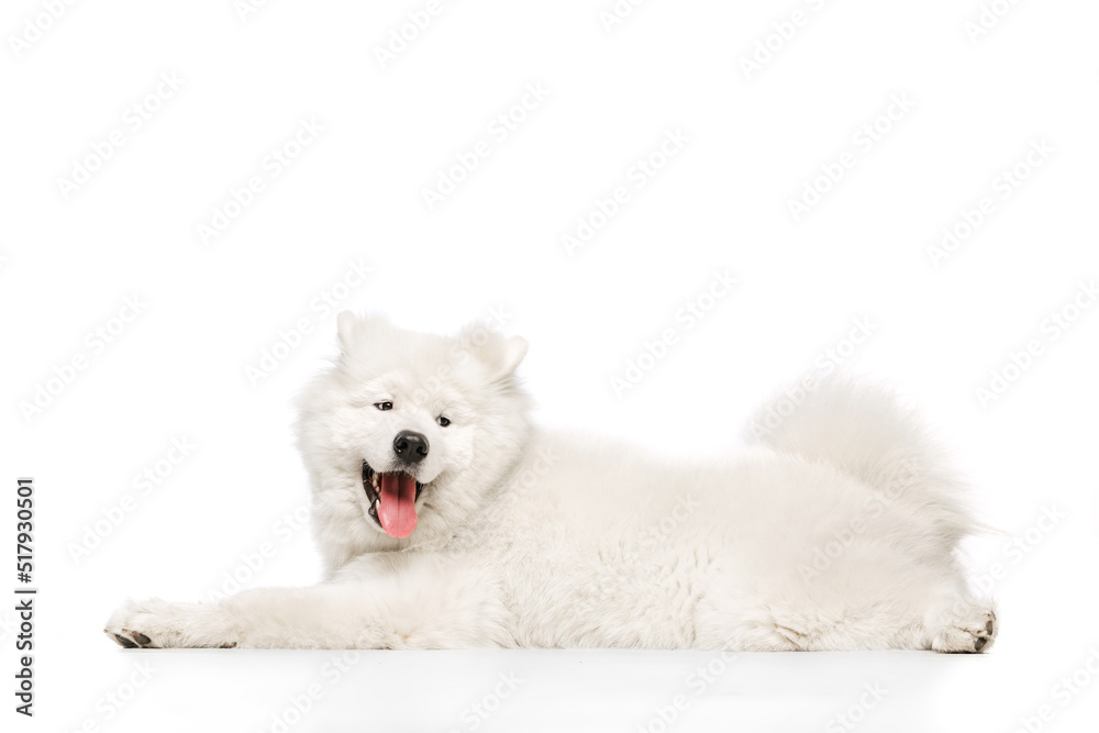 Portrait of breed dog, fluffy snow-white Samoyed husky lying on floor isolated on white studio background. Concept of animal, pets, care, fashion, ad