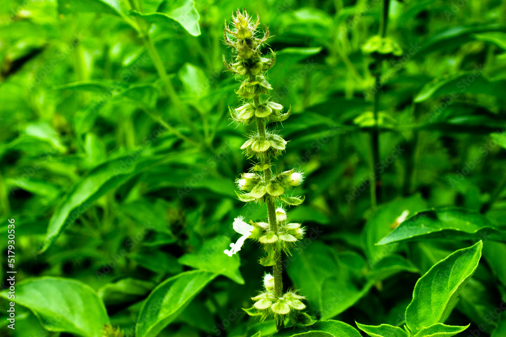 View of White basil flower
View of White basil flower