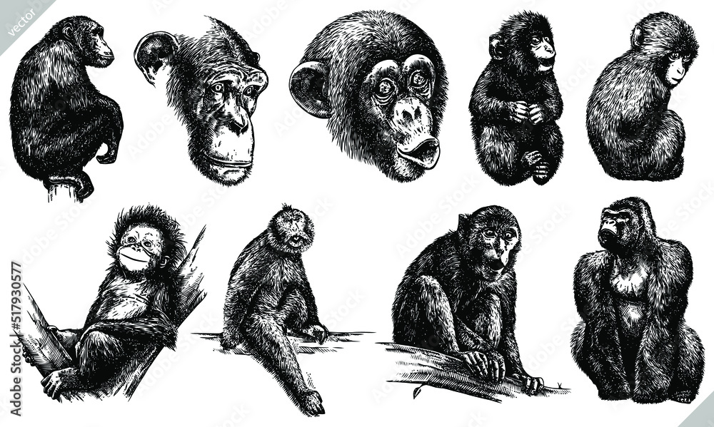 Αυτοκόλλητο Vintage engrave isolated monkey set illustration ink sketch