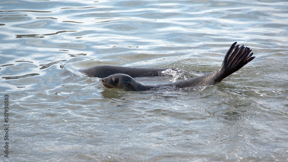 Fototapeta premium Antarctic fur seals (Arctocephalus gazella) swimming in the cove at Jason Harbor, South Georgia Island