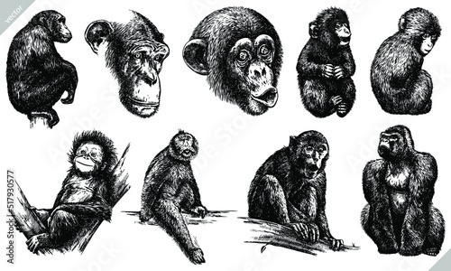 Canvas Print Vintage engrave isolated monkey set illustration ink sketch