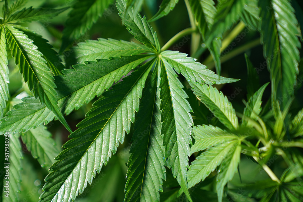 Cannabis plant in veg. Cannabis plant in veg.