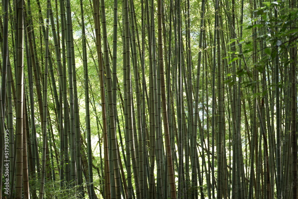 Fototapeta premium bamboo forest background