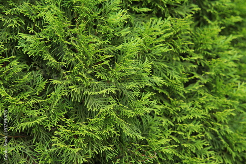 Εκτύπωση καμβά tuya east is green coniferous tree