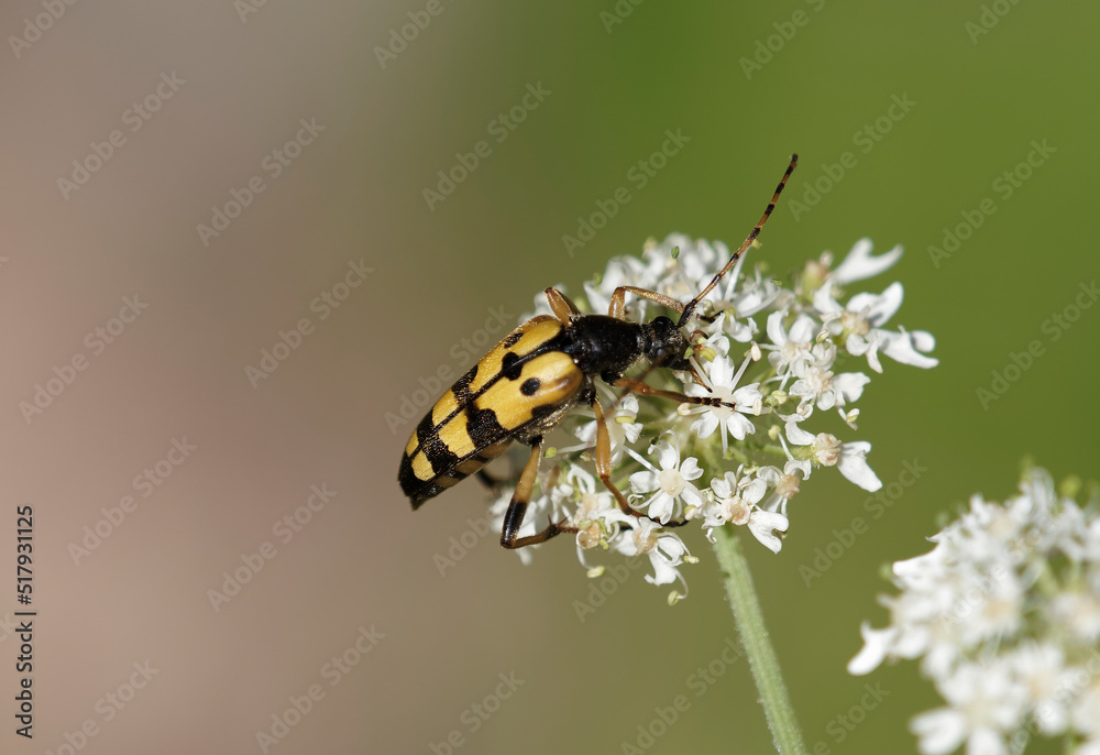 Fototapeta premium Rutpela ou leptura maculata | Gefleckte Schmalbock mit langer schwarz Korper, gelb Deckflügel mit schwarze Flecken und Querbinden. Beine und Fühler abwechselnd gelb und schwarz