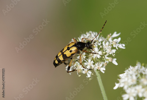 Rutpela ou leptura maculata | Gefleckte Schmalbock mit langer schwarz Korper, gelb Deckflügel mit schwarze Flecken und Querbinden. Beine und Fühler abwechselnd gelb und schwarz photo