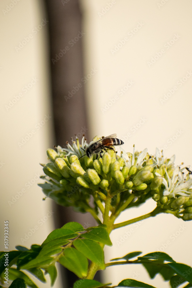 Fototapeta premium bee on a flower