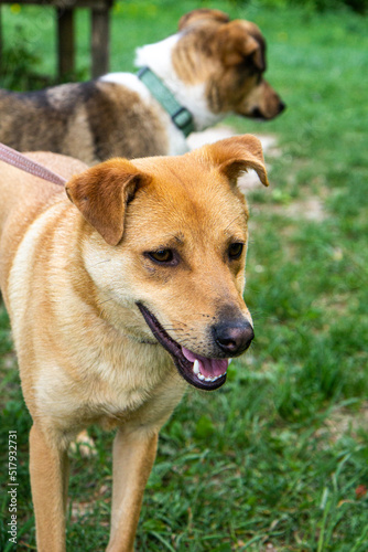 Portrait of red dog smiling. Two dogs with green background © Arkadija
