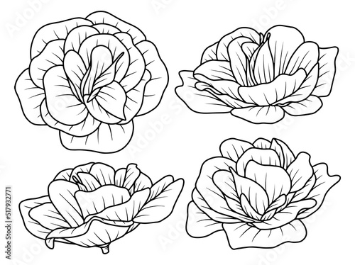 Flower Hand drawn sketch line art illustration