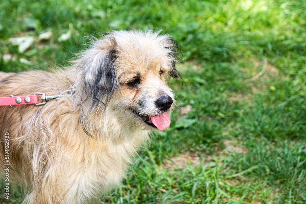 Portrait of light shaggy dog smiling. Green background. Copy space