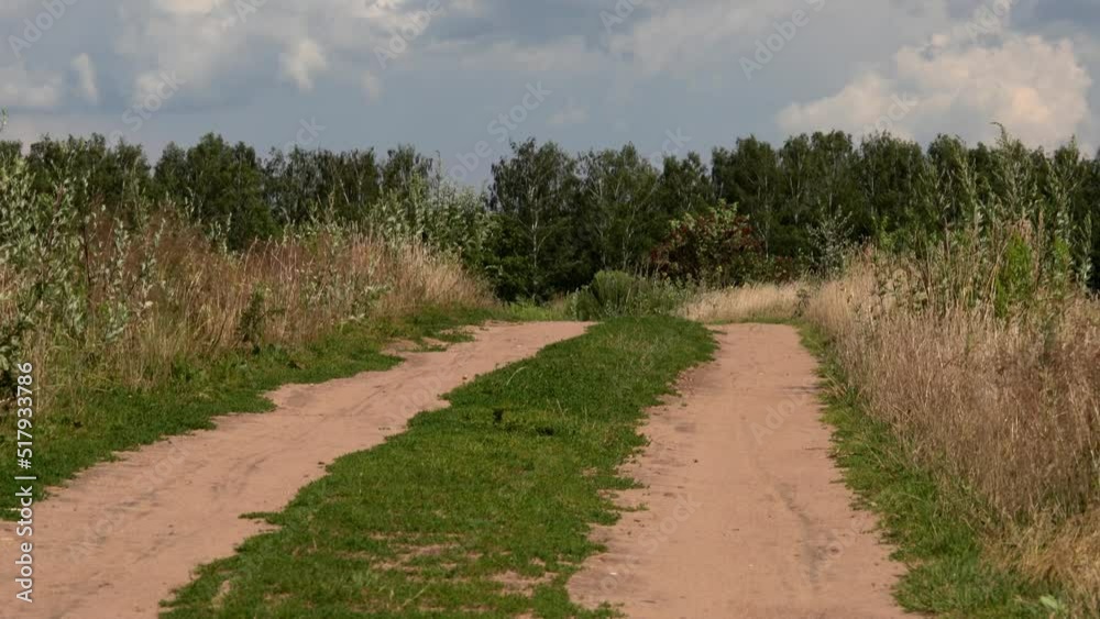 A country road runs through the field. Grass and trees sway in strong winds. A country road runs through the field. Grass and trees sway in strong winds.
