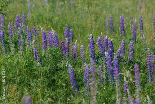  Purple lupins. Wildflowers in the field. Violet-lilac lupine blooms on a lawn or field.