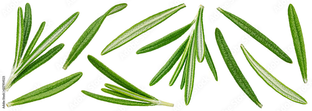 Naklejka premium Rosemary isolated on white background