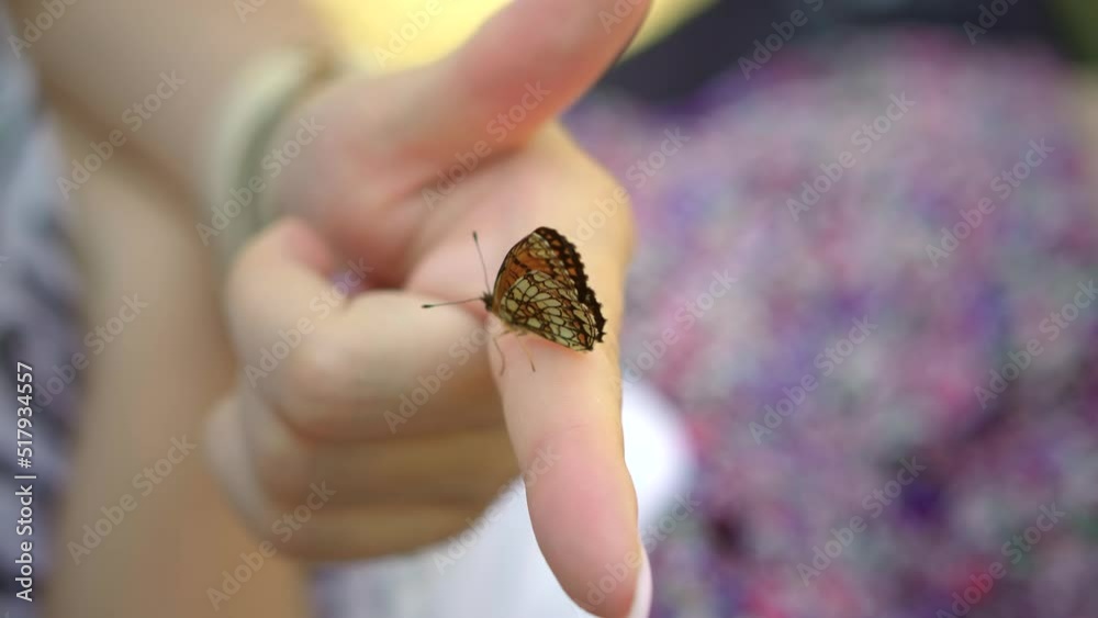 Happy Woman Resting On Meadow. Blissful Butterfly Sitting On Finger. Holidays Vacation On Nature. Cheerful Leisure Weekend On Field. Adventure Trip Lounge Relaxing. Flower Butterflies Hand Touches. Happy Woman Resting On Meadow. Blissful Butterfly Sitting On Finger. Holidays Vacation On Nature. Cheerful Leisure Weekend On Field. Adventure Trip Lounge Relaxing. Flower Butterflies Hand Touches.