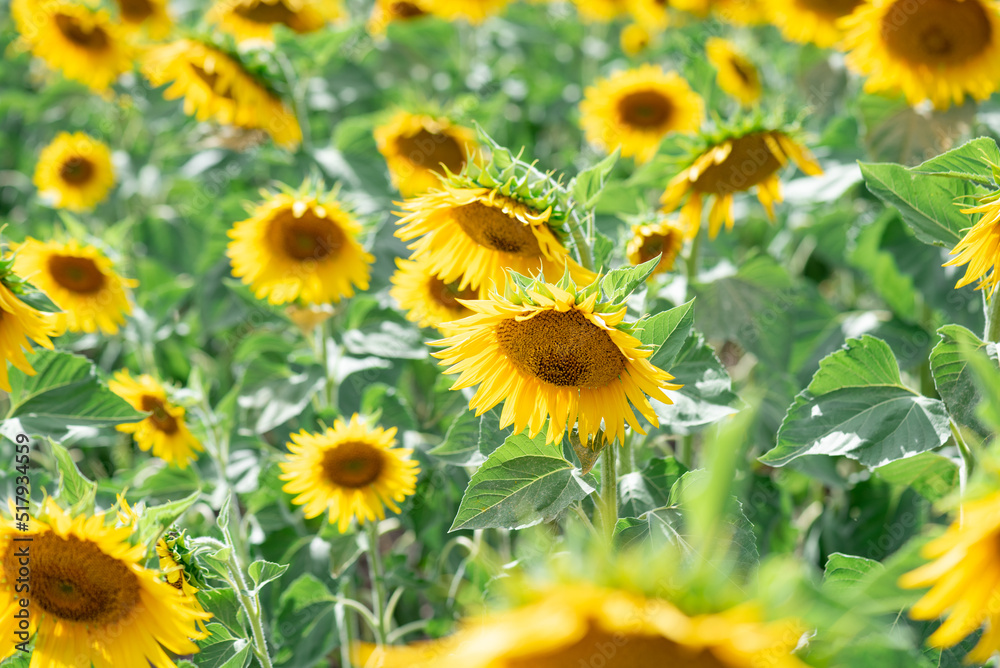 Fototapeta premium sunflower field in summer