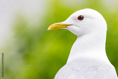 Close up of a Common Gull - Larus canus - Linnaeus photo