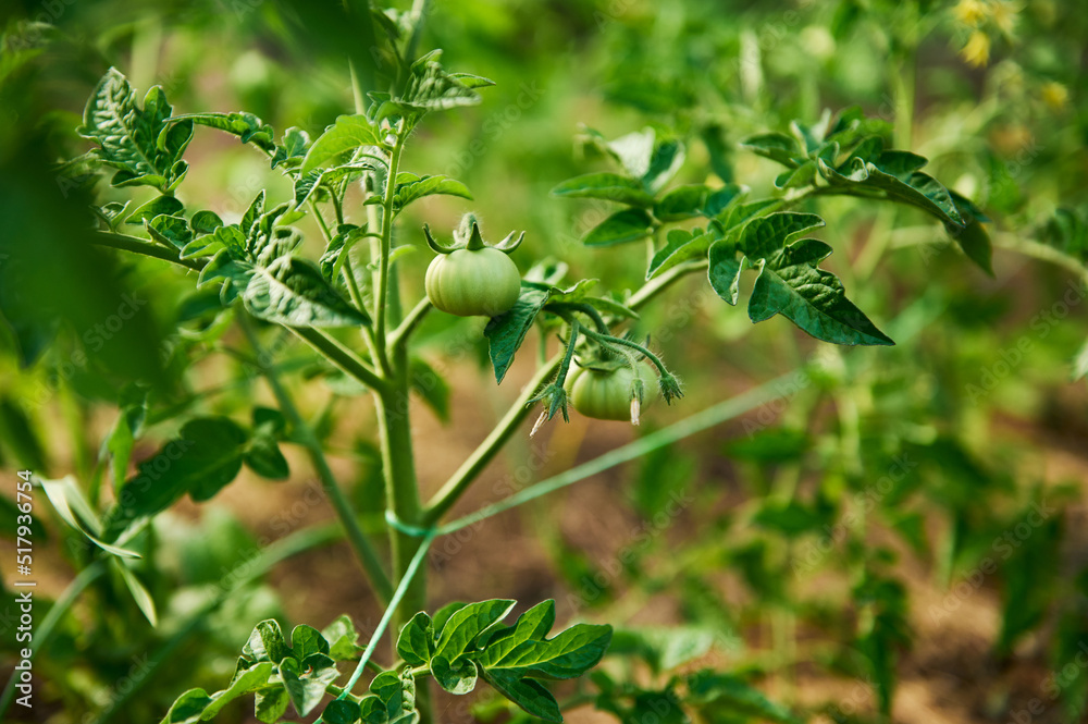 Close-up of homegrown unripe green healthy tomatoes hanging on the branch in the organic eco farm. Agriculture Close-up of homegrown unripe green healthy tomatoes hanging on the branch in the organic eco farm. Agriculture