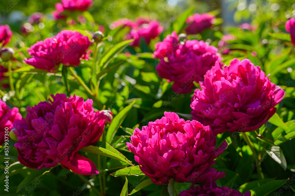 Peony with dark red flowers. From about the 16th century. A bushy variety, Rubra plena, often found in home gardens. With higher growth and later flowering time. Peony with dark red flowers. From about the 16th century. A bushy variety, Rubra plena, often found in home gardens. With higher growth and later flowering time.