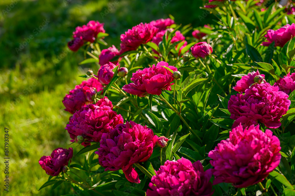 Peony with dark red flowers. From about the 16th century. A bushy variety, Rubra plena, often found in home gardens. With higher growth and later flowering time. Peony with dark red flowers. From about the 16th century. A bushy variety, Rubra plena, often found in home gardens. With higher growth and later flowering time.