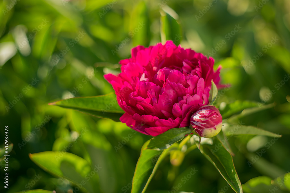Fototapeta premium Peony with dark red flowers. From about the 16th century. A bushy variety, Rubra plena, often found in home gardens. With higher growth and later flowering time.