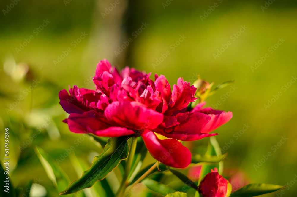 Peony with dark red flowers. From about the 16th century. A bushy variety, Rubra plena, often found in home gardens. With higher growth and later flowering time.