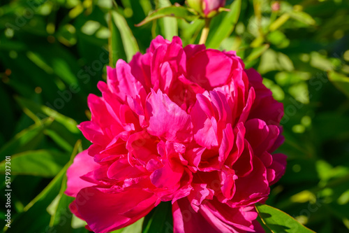 Peony with dark red flowers. From about the 16th century. A bushy variety, Rubra plena, often found in home gardens. With higher growth and later flowering time.