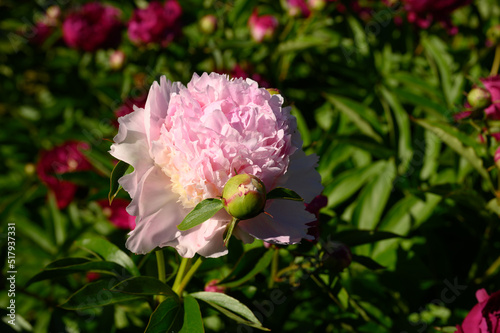 Fototapeta Naklejka Na Ścianę i Meble -  Double Chinese Peony Nadia (Nadezhda). Paeonia lactiflora. Pink peony, full-flowered.