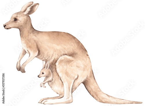 Fényképezés Watercolor kangaroo illustration