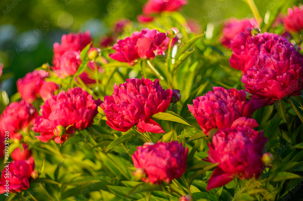 Peony with dark red flowers. From about the 16th century. A bushy variety, Rubra plena, often found in home gardens. With higher growth and later flowering time. Peony with dark red flowers. From about the 16th century. A bushy variety, Rubra plena, often found in home gardens. With higher growth and later flowering time.