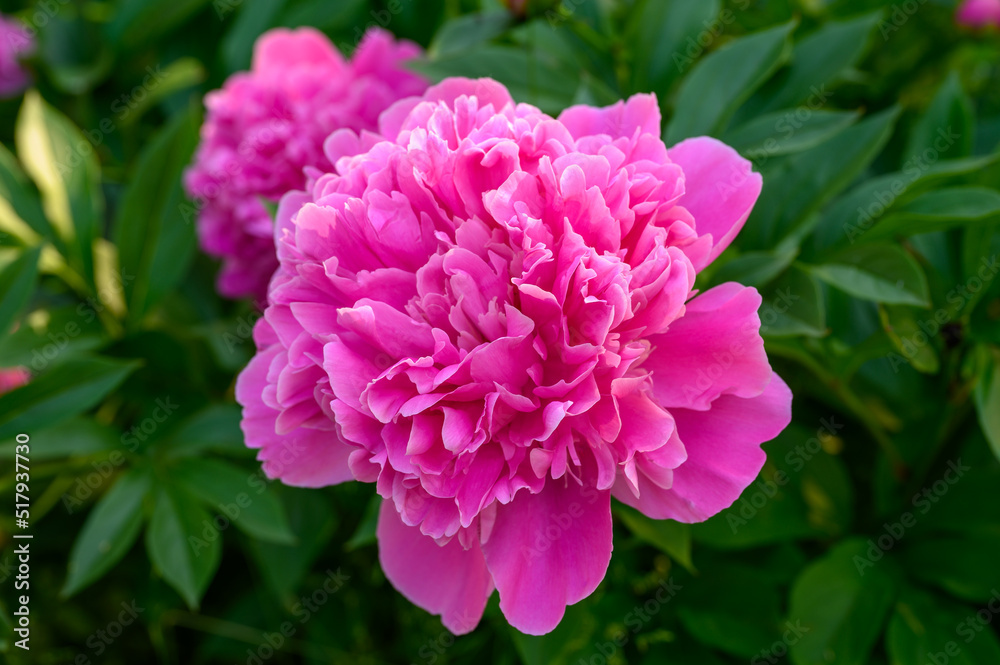 Paeonia lactiflora Edulis Superba (Lemoin 1824). The old pink variety has strongly scented, dark pink florets that are notched with petals in the center.