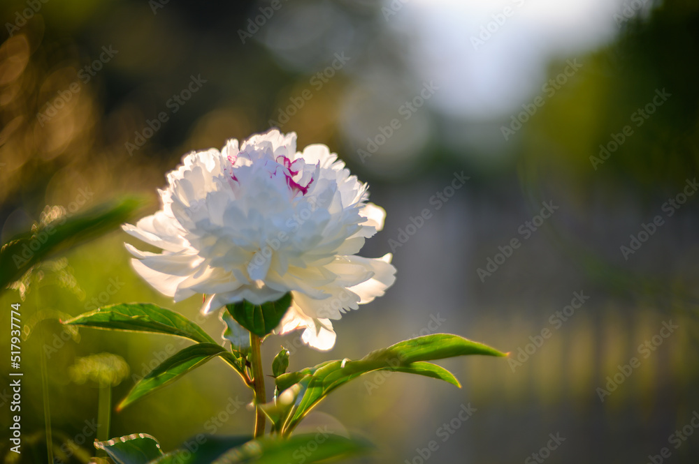 Obraz premium White peony. ´Festiva Maxima´ with white filled rides. The large white filler flower has a purple contrast at the edges and center of the petal. Mild smell. An old variety from 1851.