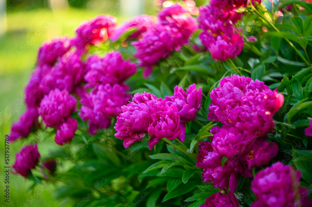 Peony with dark red flowers. From about the 16th century. A bushy variety, Rubra plena, often found in home gardens. With higher growth and later flowering time. Peony with dark red flowers. From about the 16th century. A bushy variety, Rubra plena, often found in home gardens. With higher growth and later flowering time.