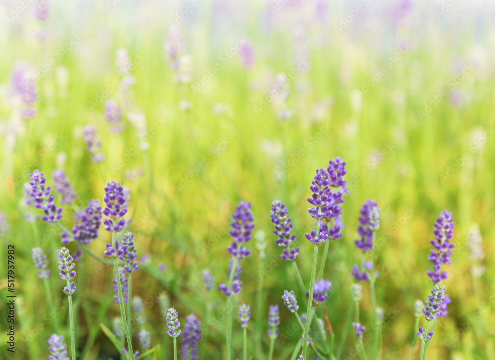 The lavender branches on the lavender field, close-up of lavender, natural, selective focus The lavender branches on the lavender field, close-up of lavender, natural, selective focus