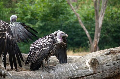 Vogel