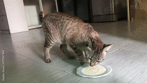 Young gray cat is drinking milk in a dish.