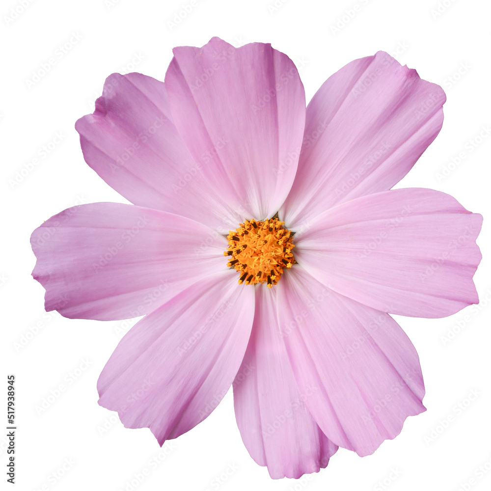 Purple flower closeup on a white background.