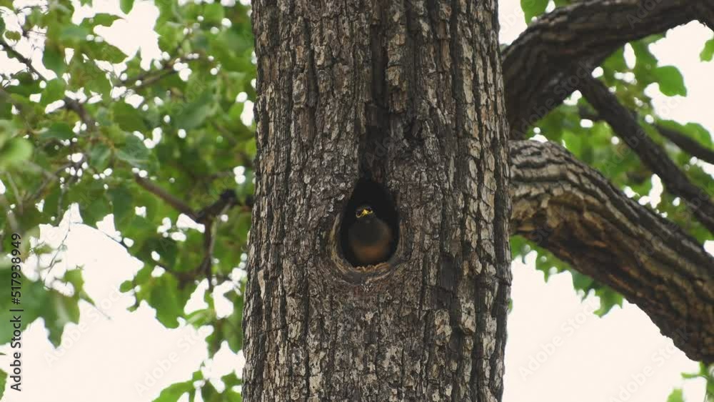 full shot of Common Myna or Acridotheres, tristis or Indian myna in hole or nest on the tree at forest of central india asia full shot of Common Myna or Acridotheres, tristis or Indian myna in hole or nest on the tree at forest of central india asia