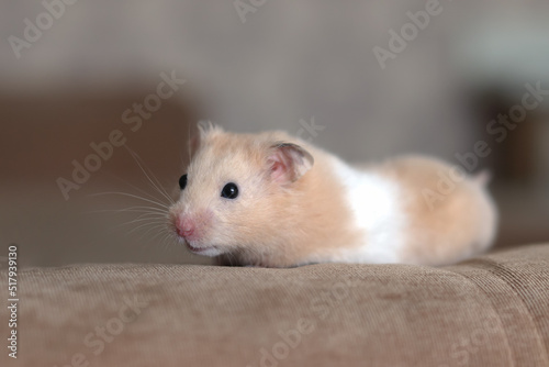 Cute and funny fluffy Syrian hamster looks at the camera on a light background. Home favorite pet.
