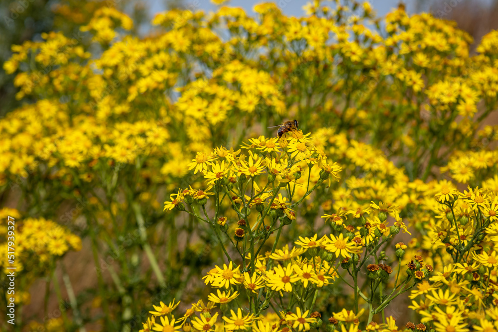 The ragwort, a wild plant with beautiful yellow flowers, but also a plant that is poisonous to mammals.
