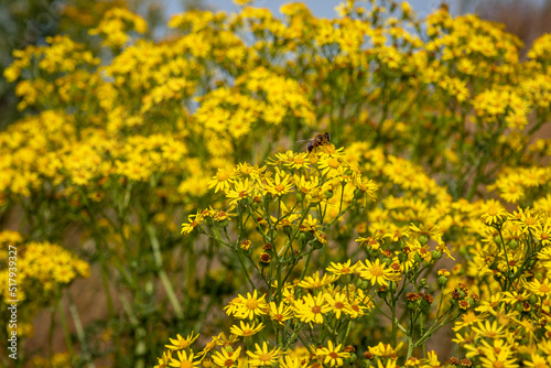 The ragwort  a wild plant with beautiful yellow flowers  but also a plant that is poisonous to mammals.